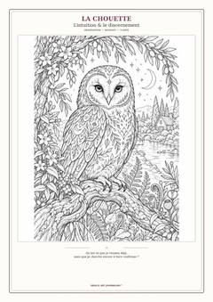 Aperçu du coloriage de la Chouette